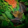 Kalon ramenaty - Cynopterus brachyotis - Lesser Short-nosed Fruit Bat o4360